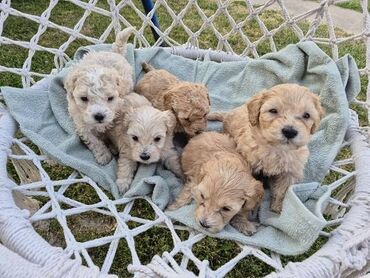 Psi: Maltipoo štenci MALTIPOO štenci izuzetnog kvaliteta i izgleda, veoma — 7