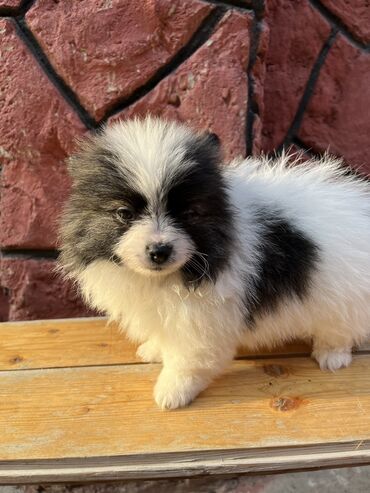 pomeranian boo mini: Şpitz, 4 ay, Dişi, Peyvəndli, Pulsuz çatdırılma