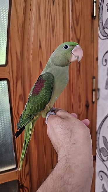 balaca pisik satisi: Aleksandr (parrot) cinsiyyəti dişidir əl quşudur– yaşıl tonlarda, uzun — 9