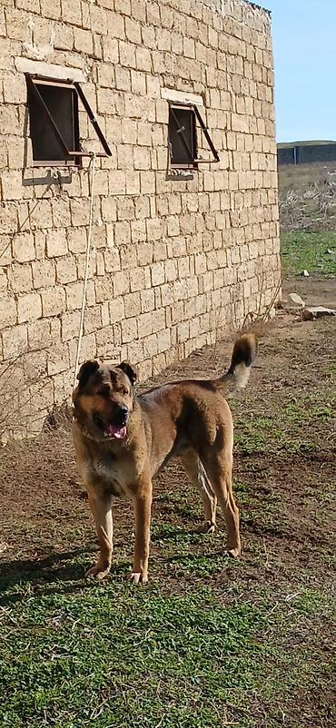 İtlər: Qurdbasar, 1 il, Erkek, Peyvəndli -da lalafo.az — 12 İtlər: Qurdbasar, 1 il, Erkek, Peyvəndli — 12