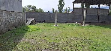 Продажа коттеджей и домов: Срочно срочно продаётся Дом село тюп улица Киевская 18 Договорная at lalafo.kg — 12 Продажа коттеджей и домов: Срочно срочно продаётся Дом село тюп улица Киевская 18 Договорная — 12