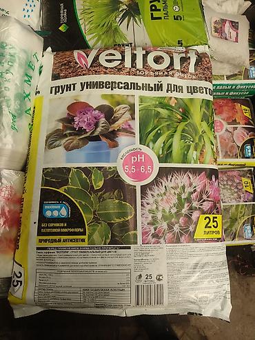 Другие виды семян и саженцев: Розы, тюльпаны,гладиолусы,цветы, кустарники,гортензия,вьющие — 20