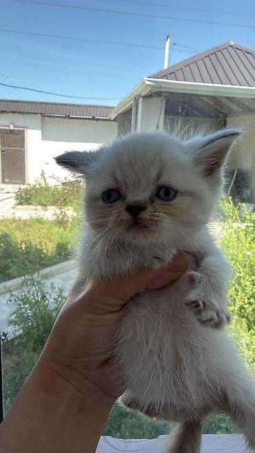 Pişiklər: Şotland — 8