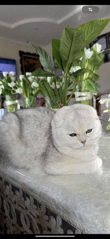 русская голубая кошка бишкек: Продаем кошку шотландская веслоухая