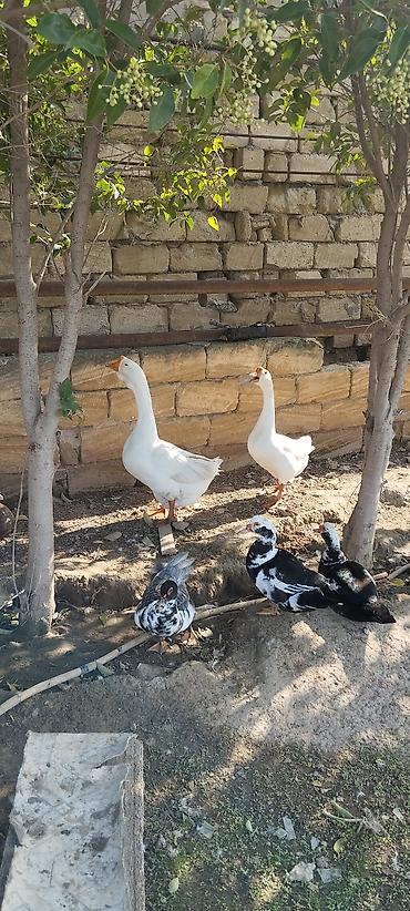 derzi quşu: Xalmaqorla qarişıqdır 6 aylıq tam sağlam 2 ədəddir 2də erkəkdir qiymət — 7