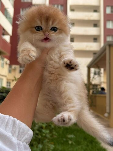 Pişiklər: Britan yastı qulaq, Erkək, Dişi, Yaxşı əllərə, Ünvandan götürmə, Pulsuz çatdırılma, Ödənişli çatdırılma — 11