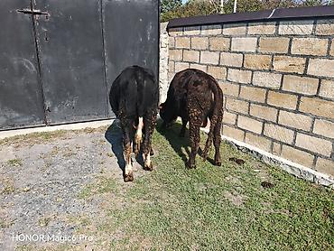 Телята: Məhsul: Erkək danalar (2 baş) 8 aylıq danalardı, cavan inekle — 7