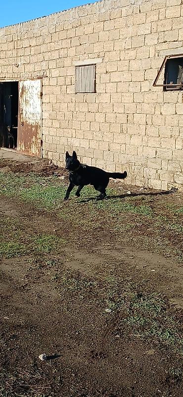 İtlər: Alman çoban iti, 11 ay, Erkek, Peyvəndli — 5
