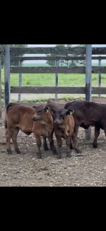 Dana, buzov: Məhsul: Qara və tünd qəhvəyi rəngli buzovlar (ətlik tip) Təsvir: - — 9