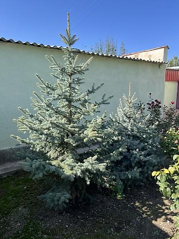 растение денежное дерево: Голубая ель (Picea pungens ‘Glauca’) для озеленения - Порода: ель — 3