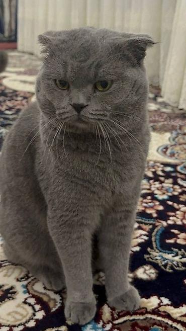 ыссык куле: Куплю такие кошки — 3