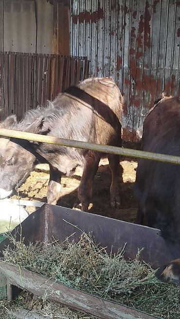 Айыл-чарба жаныбарлары: Сатам | Бука (эркек) | Бордоп семиртүү үчүн — 2