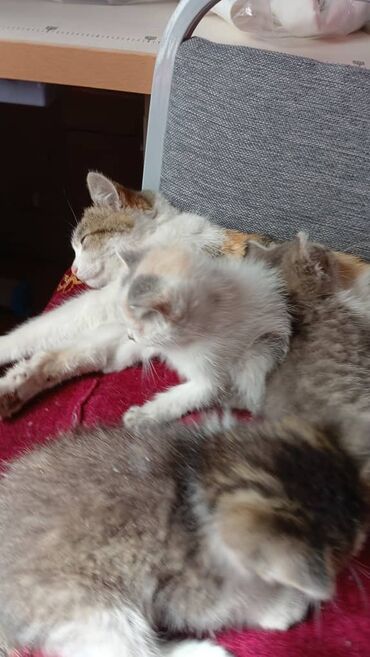 Отдам даром кошку: Кошка даром: Беспородная, 3 месяца, Девочка, Приучена к лотку