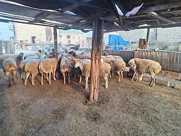 qoyun barter: Salam 32 heyvandı cəmi cavan dişdidə var dişin atmışda var kök — 1