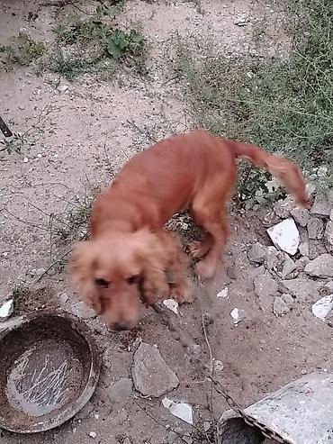 Koker spaniyel