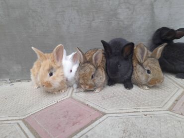 dovşan reks: 1 ayliğ dovşan balalari satilir. Təmiz və sağlam dovşanlardir. Ünvan