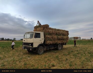 домики для хомяков: МАЗ продажу или менаяу