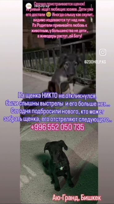 мопс купить бишкек: Щенок для пристройства, район Аю-Гранд, Бишкек. Черный щенок среднего
