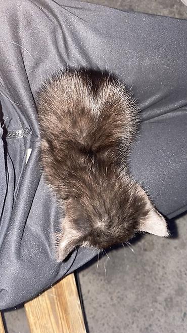 Үй жаныбарлары: Сорри, что не по теме, но кому-нибудь нужен котёнок? 🥺 Нашла его на — 1