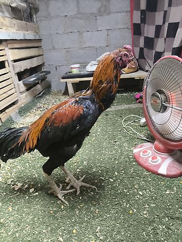 Куры, петухи: Продаю | Петух | Дакан | Для разведения, Для боев — 11