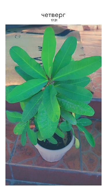 Бөлмө өсүмдүктөрү: Эуфорбия Милия (Euphorbia milii, «Корона Христа») в горшках. - — 5