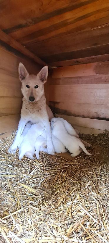 doberman cena: Na prodaju prelepi čistokrvni štenci Belog švajcarskog ovčara stari — 1