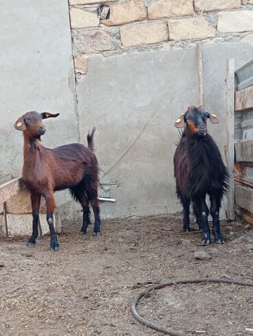 keçiler: Dişi, il: 1, 2 kq, Damazlıq, Ödənişli çatdırılma