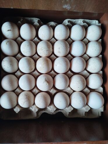 Hinduşka: Erkək, Ətlik, Ödənişli çatdırılma — 7