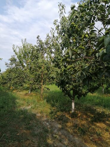 Torpaq sahələrinin satışı: 12 sot, Tikinti, Mülkiyyətçi, Kupça (Çıxarış) -da lalafo.az — 12 Torpaq sahələrinin satışı: 12 sot, Tikinti, Mülkiyyətçi, Kupça (Çıxarış) — 12