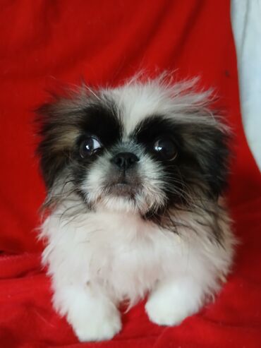 собака охотничий: Пекинес, 3 месяца, Самец, С прививкой, С родословной