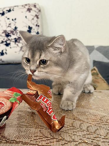 tüksüz pişik cinsi: Şinşilla, Dişi, Ünvandan götürmə — 1