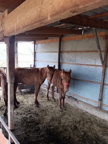 животные домашние: Продаю | Жеребенок | Для разведения