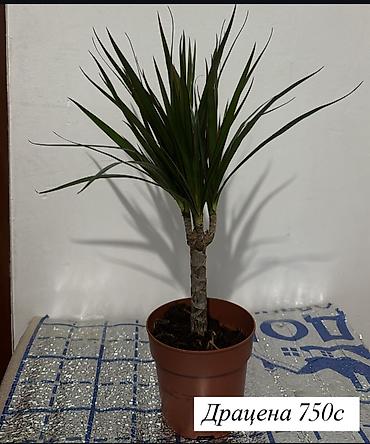 Бөлмө өсүмдүктөрү: Комнатные цветы оптом и в розницу — 7
