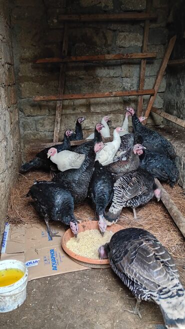 Hinduşka: Salam. olsun. Hamıya hindişka. satlır. lal ördək. satlır. ördəklər -da lalafo.az — 6 Hinduşka: Salam. olsun. Hamıya hindişka. satlır. lal ördək. satlır. ördəklər — 6