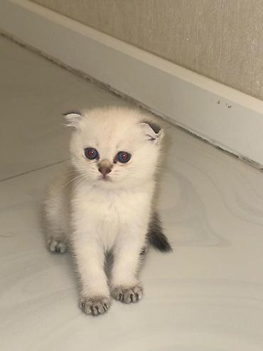 Pişiklər: Şotland yastı qulaq, Dişi — 9