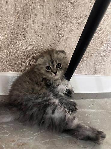 сиамский вислоухий кот: Скотиш Фолд (Шотландская вислоухая), 2 месяца, Девочка, Серебристая шиншилла, Приучена к лотку — 5