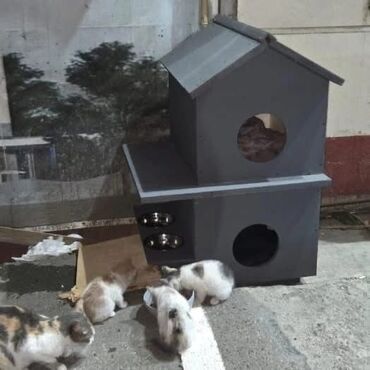 pisik sumkasi: Domiki dlya koşek i sobak