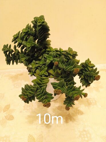 Otaq bitkiləri: Sukulənlər – müxtəlif növlər birbaşa qabda - Qab 1: Eyni qabda iki — 11