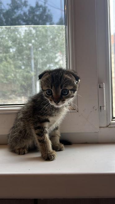 кошки шотланские: Скотиш Фолд (Шотландская вислоухая), 2 месяца, Мальчик, Приучена к лотку — 1
