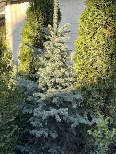 гатовый душ: Продаются елки🌿🌲 От 60 до 160см. С хорошим комом. Идеально подойдет