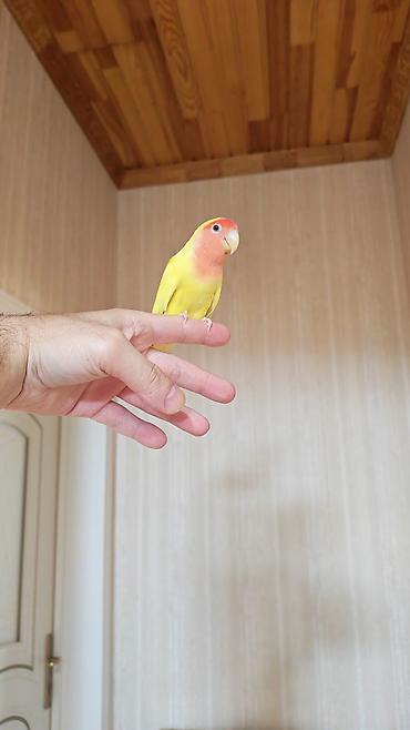 quslar: Məhsul: Sevimli papuqay – Agapornis (Lovebird) növü, sarı gövdə və — 5