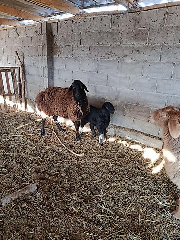 Баран, овца: Продаю | Овца (самка) | Для разведения — 9