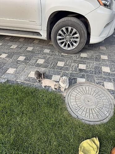 котят купить: Котята Отдам даром в хорошие руки ! Описание: - Две очаровательные — 3