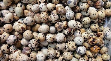 яйца оптом сокулук в Кыргызстан | Сүт азыктары жана жумурткалар: Покупаю большим оптом в любых количествах перепелиные яйца