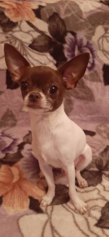 чихуахуа щенки: Чихуахуа, 5 жаштан жогору, Эркек