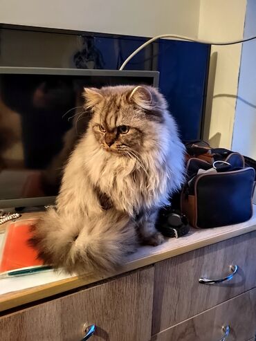 кот мальчик: Мальчик Шотландец 7 месяца с паспортом))