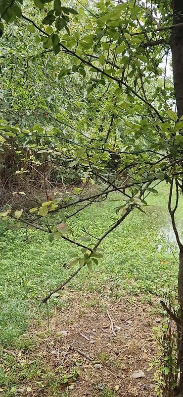 Torpaq sahələrinin satışı: 85 sot, Kənd təsərrüfatı, Mülkiyyətçi, Kupça (Çıxarış) — 3