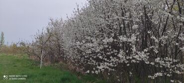 Продажа участков: 450 соток, Для сельского хозяйства at lalafo.kg — 16 Продажа участков: 450 соток, Для сельского хозяйства — 16