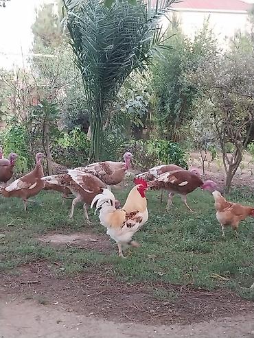 Hinduşkalar: Dişi, Kanada, Damazlıq — 3