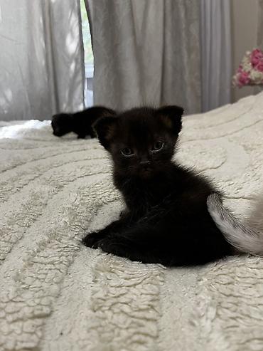 манчкин котята: Котята, домашние - Милые малыши с короткой плюшевой шерстью: есть — 10